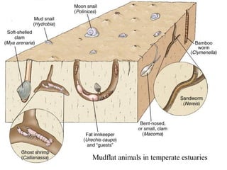 Mudflat animals in temperate estuaries 