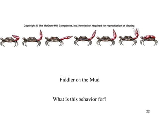 Fiddler on the Mud What is this behavior for? 