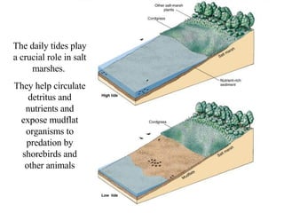 The daily tides play a crucial role in salt marshes.  They help circulate detritus and nutrients and expose mudflat organisms to predation by shorebirds and other animals 