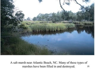 A salt marsh near Atlantic Beach, NC. Many of these types of marshes have been filled in and destroyed. 