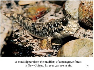 A mudskipper from the mudflats of a mangrove forest in New Guinea. Its eyes can see in air. 