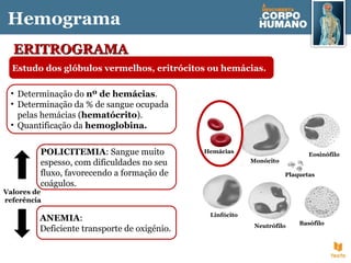 Hemácias
Plaquetas
Linfócito
Monócito
Eosinófilo
Neutrófilo Basófilo
• Determinação do nº de hemácias.
• Determinação da % de sangue ocupada
pelas hemácias (hematócrito).
• Quantificação da hemoglobina.
ERITROGRAMAERITROGRAMA
Estudo dos glóbulos vermelhos, eritrócitos ou hemácias.
Valores de
referência
ANEMIA:
Deficiente transporte de oxigénio.
POLICITEMIA: Sangue muito
espesso, com dificuldades no seu
fluxo, favorecendo a formação de
coágulos.
Hemograma
 