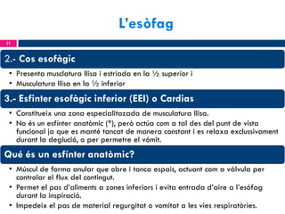 L’esòfag
11

2.- Cos esofàgic
• Presenta musclatura llisa i estriada en la ½ superior i
• Musculatura llisa en la ½ inferior

3.- Esfinter esofàgic inferior (EEI) o Cardias
• Constitueix una zona especialitazada de musculatura llisa.
• No és un esfínter anatòmic (*), però actúa com a tal des del punt de vista
funcional ja que es manté tancat de manera constant i es relaxa exclussivament
durant la deglució, o per permetre el vómit.

Qué és un esfínter anatòmic?
• Múscul de forma anular que obre i tanca espais, actuant com a vàlvula per
controlar el flux del contingut.
• Permet el pas d’aliments a zones inferiors i evita entrada d’aire a l’esófag
durant la inspiració.
• Impedeix el pas de material regurgitat o vomitat a les vies respiratòries.

 
