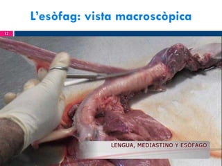 L’esòfag: vista macroscòpica
12

 