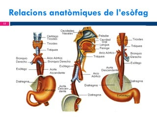 Relacions anatòmiques de l’esòfag
13

 