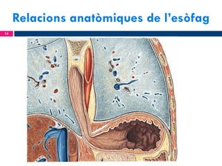 Relacions anatòmiques de l’esòfag
14

 