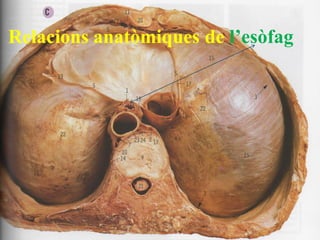 Relacions anatòmiques de l’esòfag

15

 