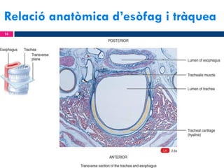 Relació anatòmica d’esòfag i tràquea
16

 