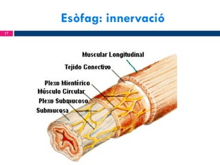 Esòfag: innervació
17

 