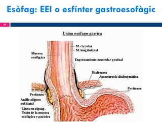 Esòfag: EEI o esfínter gastroesofàgic
19

 