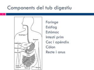 Components del tub digestiu
2

Faringe
Esòfag
Estómac
Intestí prim
Cec i apèndix
Còlon
Recte i anus

 