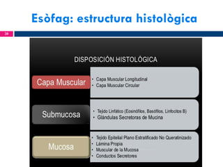 Esòfag: estructura histològica
20

 