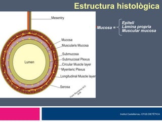 Estructura histològica
*Mucosa =

Epiteli
Làmina propria
Muscular mucosa

Institut Castellarnau. CFGS DIETÊTICA

 