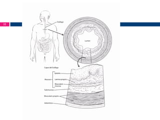 Esòfag: Estructura
22

 
