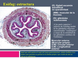 Esòfag: estructura

(E): Epiteli escamós
estratificat
no queratinitzat
(MM): muscular de la
mucosa.

(G): glàndules
submucoses
A les parts superior i
inferior de l'esòfag també
hi ha glàndules mucoses
(anomenades "cardíaques"
a causa de la similitud de
les glàndules cardíaca de
l'estómac)
Muscular externa
(Muscular pròpia):
(CM): Circular interior
(LM): Longitudinal
exterior
Igual que amb qualsevol regió del tracte gastrointestinal, nòduls limfàtics (Ly)
poden estar presents en general en la làmina pròpia i que s'estén de tant en
tant en la submucosa

 