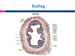 Esòfag
25

 