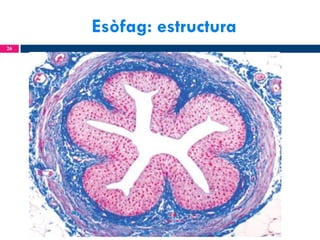 Esòfag: estructura
26

 