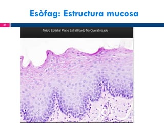 Esòfag: Estructura mucosa
27

 