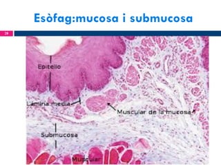 Esòfag:mucosa i submucosa
28

 