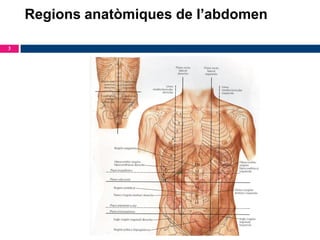 Regions anatòmiques de l’abdomen
3

 