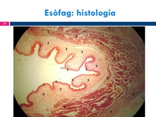 Esòfag: histologia
30

 