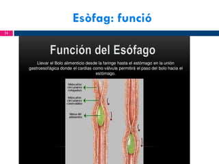 Esòfag: funció
31

 