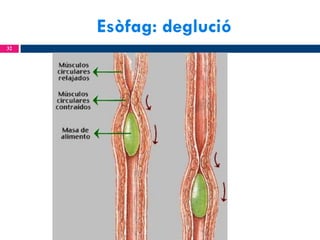 Esòfag: deglució
32

 