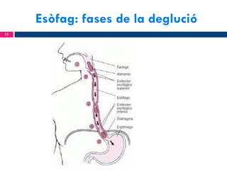Esòfag: fases de la deglució
33

 