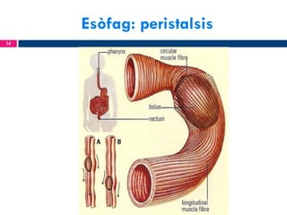 Esòfag: peristalsis
34

 