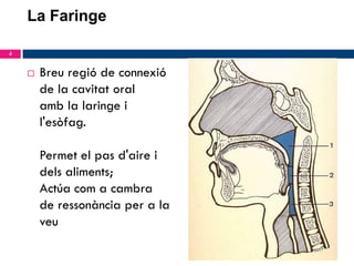 La Faringe
4



Breu regió de connexió
de la cavitat oral
amb la laringe i
l'esòfag.
Permet el pas d'aire i
dels aliments;
Actúa com a cambra
de ressonància per a la
veu

 