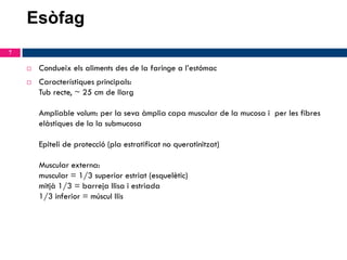 Esòfag
7



Condueix els aliments des de la faringe a l’estómac

Característiques principals:
Tub recte, ~ 25 cm de llarg
Ampliable volum: per la seva àmplia capa muscular de la mucosa i per les fibres
elàstiques de la la submucosa
Epiteli de protecció (pla estratificat no queratinitzat)
Muscular externa:
muscular = 1/3 superior estriat (esquelètic)
mitjà 1/3 = barreja llisa i estriada
1/3 inferior = múscul llis

 