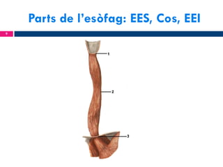 Parts de l’esòfag: EES, Cos, EEI
9

 