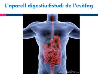 L’aparell digestiu:Estudi de l’esòfag
1

 