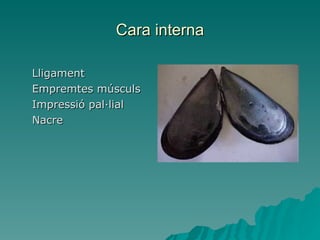 Cara interna Lligament Empremtes músculs Impressió pal·lial Nacre 