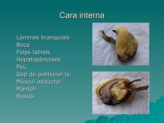 Cara interna Làmines branquials Boca Palps labials Hepatopàncrees Peu Gep de politxinel·la Múscul adductor Mantell Bissus 