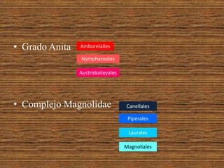 • Grado Anita 
Amborelalles 
Nymphaceales 
Austrobaileyales 
• Complejo Magnolidae 
Canellales 
Piperales 
Laurales 
Magnoliales 
 