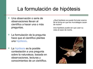 La formulación de hipótesis Una observación o serie de observaciones llevan al científico a hacer una o más preguntas. La formulación de la pregunta hace que el científico plantee una  hipótesis . La  hipótesis   es la posible contestación a una pregunta sobre la naturaleza, basada en observaciones, lecturas y conocimientos de un científico. ¿Qué hipótesis se puede formular acerca de la forma en que los murciélagos cazan de noche?  Una hipótesis puede ser que usan su vista al cazar de noche.  