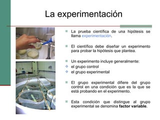 La experimentación La prueba científica de una hipótesis se llama  experimentación . El científico debe diseñar un experimento para probar la hipótesis que plantea. Un experimento incluye generalmente:  el grupo control el grupo experimental  El grupo experimental difiere del grupo control en una condición que es la que se está probando en el experimento. Esta condición que distingue al grupo experimental se denomina  factor variable . 