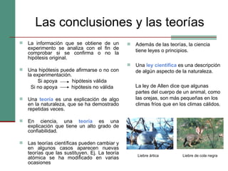Las conclusiones y las teorías La información que se obtiene de un experimento se analiza con el fin de comprobar si se confirma o no la hipótesis original. Una hipótesis puede afirmarse o no con la experimentación.    Si apoya   hipótesis válida   Si no apoya  hipótesis no válida Una  teoría   es una explicación de algo en la naturaleza, que se ha demostrado repetidas veces. En ciencia, una  teoría  es una explicación que tiene un alto grado de confiabilidad. Las teorías científicas pueden cambiar y en algunos casos aparecen nuevas teorías que las sustituyen. Ej. La teoría atómica se ha modificado en varias ocasiones Además de las teorías, la ciencia tiene leyes o principios. Una  ley científica  es una descripción de algún aspecto de la naturaleza.  La ley de Allen dice que algunas partes del cuerpo de un animal, como las orejas, son más pequeñas en los climas fríos que en los climas cálidos. Liebre de cola negra Liebre ártica 