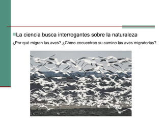 La ciencia busca interrogantes sobre la naturaleza ¿Por qué migran las aves? ¿Cómo encuentran su camino las aves migratorias? 