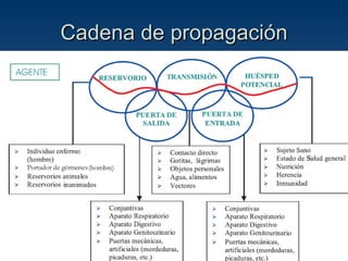 Cadena de propagación