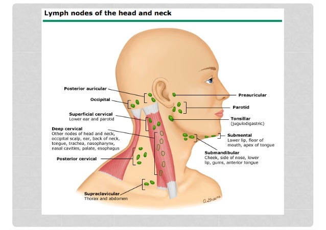 Conoscere i linfonodi dietro l'orecchio: funzioni, gonfiore e trattame