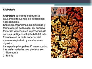 Klebsiella Klebsiella  patógeno oportunista causantes frecuentes de infecciones nosocomiales. Son microorganismos sin movilidad y fermetadores de lactosa. Su principal factor de virulencia es la presencia de cápsula (antígenos K.) Su hábitat más frecuente es la parte superior del aparato respiratorio y en el aparato digestivo. La especie principal es  K. pneumoniae . Las enfermedades que produce son 1) Neumonía 2) Rinitis 