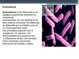 Enterobacter Enterobacter  como  Klebsiella  es un patógeno oportunista frecuente en infecciones  nosocomiales. Es una bacteria de la flora entérica comensal. Se diferencia de  Klebsiella  por su hábitat y por ser un microorganismo móvil. Las principales especies son  E. aerogenes  y  E. cloacae . Las enfermedades que producen son 1) Infecciones de las vías urinarias 2) En ocasiones: neumonías, infecciones de heridas y sepsis. 