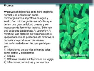 Proteus Proteus  son bacterias de la flora intestinal normal y se encuentran como microorganismos saprófitos en agua y suelo. Son microorganismos móviles que tienen una gran actividad  ureasa  y son incapaces de fermentar lactosa. Sólo hay dos especies patógenas:  P. vulgaris  y  P. mirabilis . Los factores de virulencia son el lipopolisacárido, la presencia de fimbrias, la cápsula y la producción de ureasa. Las enfermedades en las que participan son: 1) Infecciones de las vías urinarias tales como cistitis y pielonefritis 2) Sepsis 3) Cálculos renales e infecciones de vejiga 4) Infecciones de heridas y neumonías 
