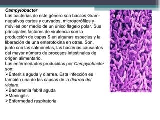 Campylobacter Las bacterias de este género son bacilos Gram-negativos cortos y curvados, microaerófilos y móviles por medio de un único flagelo polar. Sus principales factores de virulencia son la producción de capas S en algunas especies y la liberación de una enterotoxina en otras. Son, junto con las salmonelas, las bacterias causantes del mayor número de procesos intestinales de origen alimentario. Las enfermedades producidas por  Campylobacter  son: Enteritis aguda y diarrea. Esta infección es también una de las causas de la  diarrea del viajero .  Bacteremia febril aguda Meningitis Enfermedad respiratoria 