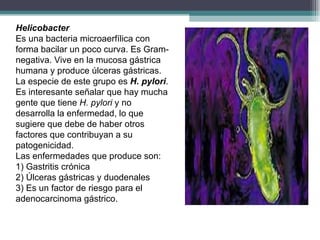 Helicobacter Es una bacteria microaerfílica con forma bacilar un poco curva. Es Gram-negativa. Vive en la mucosa gástrica humana y produce úlceras gástricas. La especie de este grupo es  H. pylori . Es interesante señalar que hay mucha gente que tiene  H. pylori  y no desarrolla la enfermedad, lo que sugiere que debe de haber otros factores que contribuyan a su patogenicidad. Las enfermedades que produce son: 1) Gastritis crónica 2) Úlceras gástricas y duodenales 3) Es un factor de riesgo para el adenocarcinoma gástrico.   