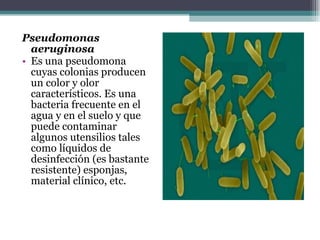 Pseudomonas aeruginosa Es una pseudomona cuyas colonias producen un color y olor característicos. Es una bacteria frecuente en el agua y en el suelo y que puede contaminar algunos utensilios tales como líquidos de desinfección (es bastante resistente) esponjas, material clínico, etc. 