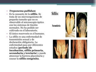 Treponema pallidum Es la causante de la  sífilis . Se trata de un microorganismo de pequeño tamaño que no es observable al microscopio óptico con los sistemas de tinción normales. No ha podido ser cultivado en el laboratorio. El único reservorio es el humano. La sífilis es una enfermedad de transmisión sexual y de declaración obligatoria. La enfermedad pasa por diferentes estados ( periodo de incubación, sífilis primaria,   secundaria y terciaria ) y puede atravesar la barrera placentaria y causar la  sífilis   congénita . 