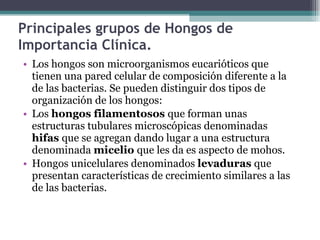 Principales grupos de Hongos de Importancia Clínica. Los hongos son microorganismos eucarióticos que tienen una pared celular de composición diferente a la de las bacterias. Se pueden distinguir dos tipos de organización de los hongos: Los  hongos filamentosos  que forman unas estructuras tubulares microscópicas denominadas  hifas  que se agregan dando lugar a una estructura denominada  micelio  que les da es aspecto de mohos. Hongos unicelulares denominados  levaduras  que presentan características de crecimiento similares a las de las bacterias. 